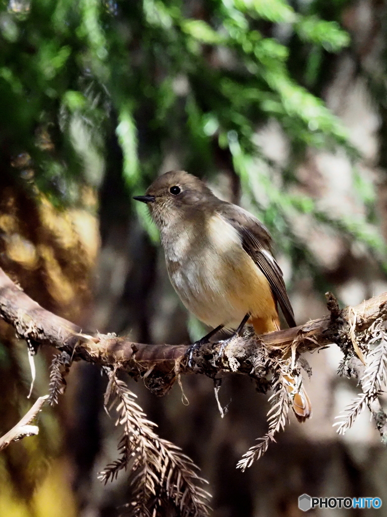 ジョウビタキ258