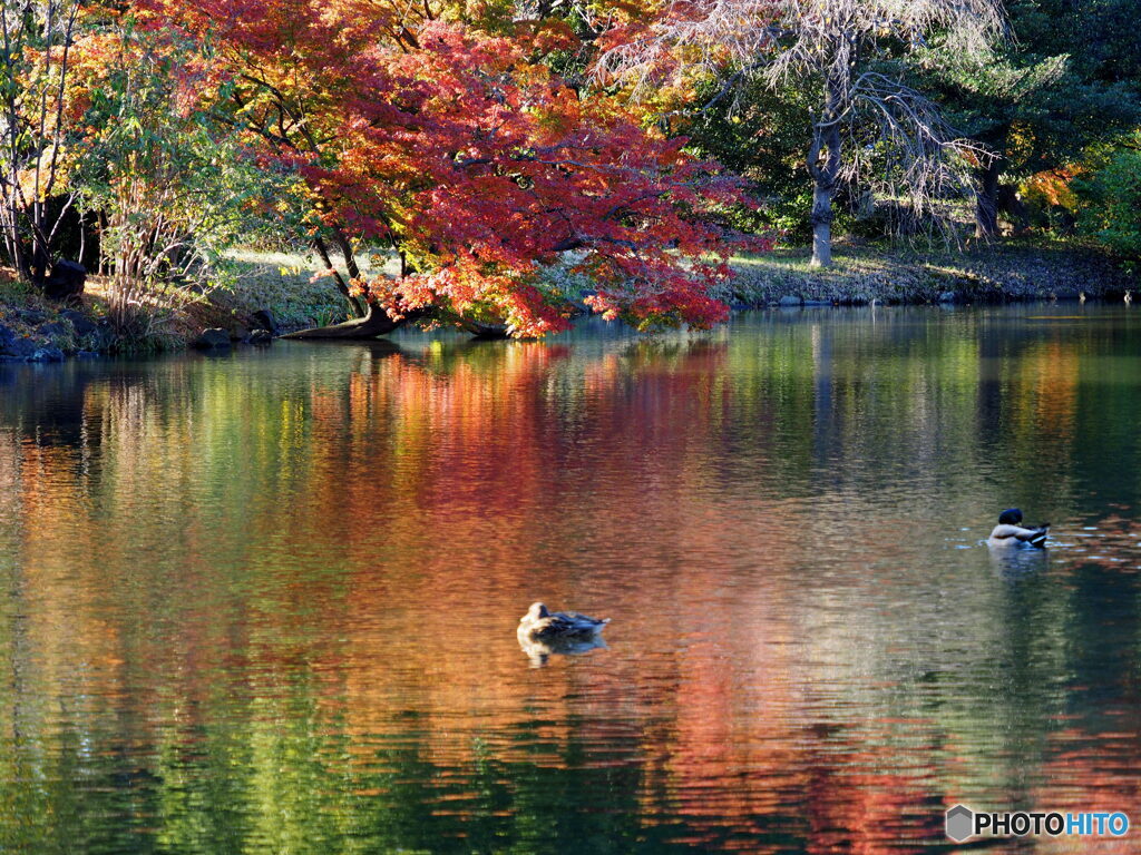 紅葉19-11