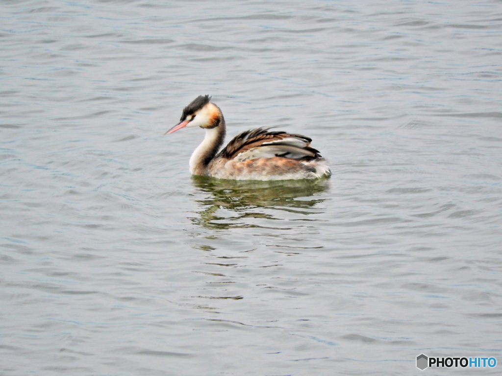 カンムリカイツブリ09