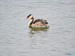 カンムリカイツブリ09