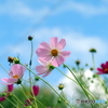 コスモス25-⑤