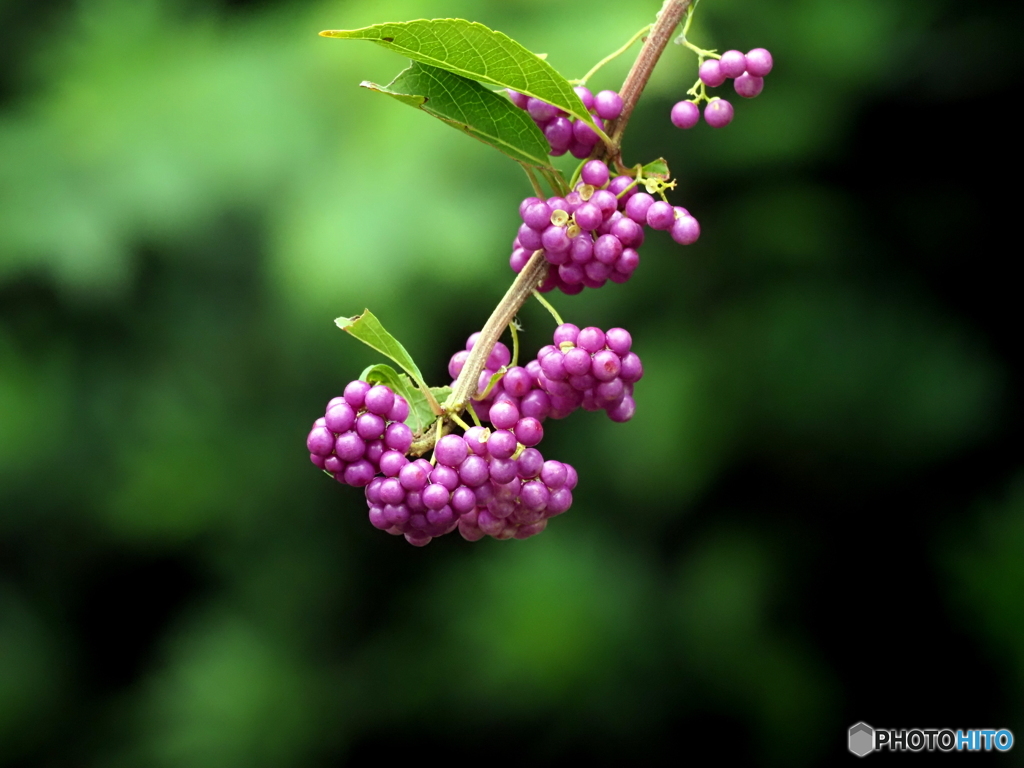 コムラサキ25-①