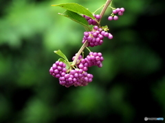 コムラサキ25-①