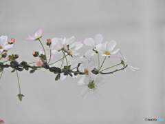 雪柳⑤