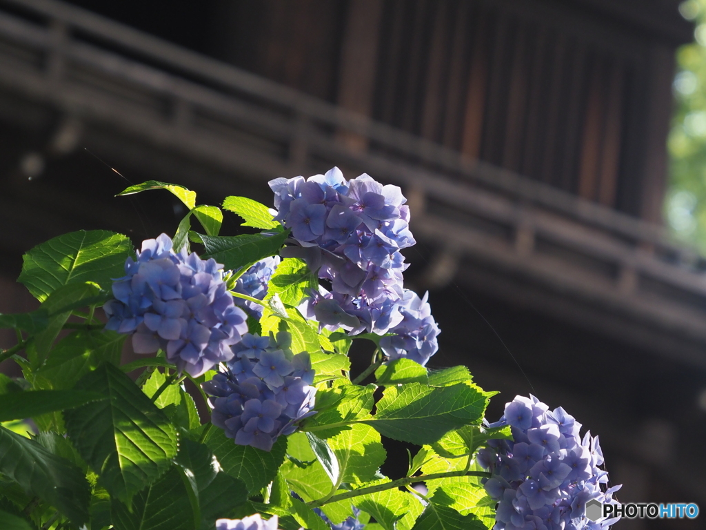 紫陽花22-15