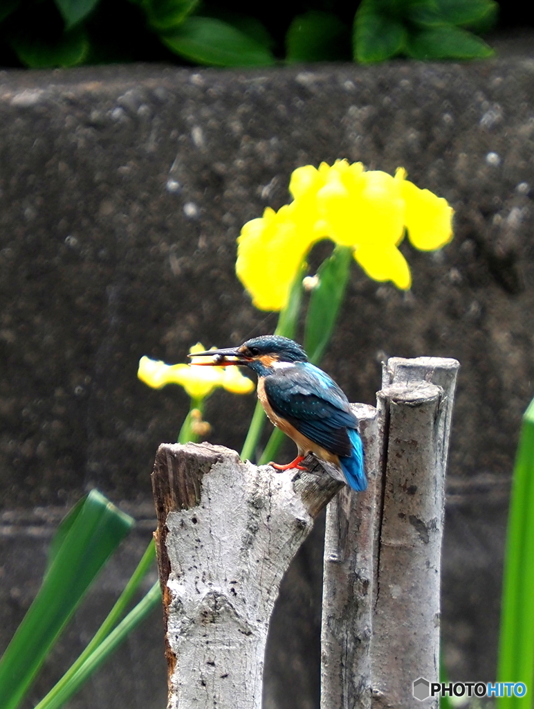 カワセミ464