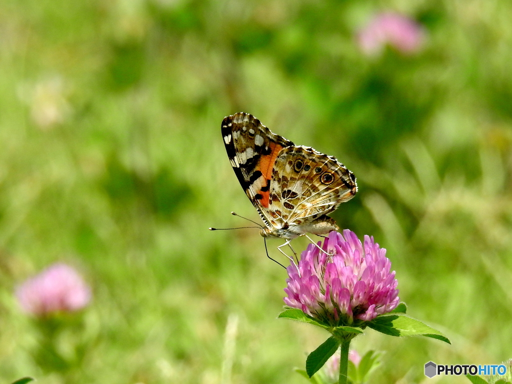 ヒメアカタテハ17-④