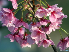 陽光桜23-①