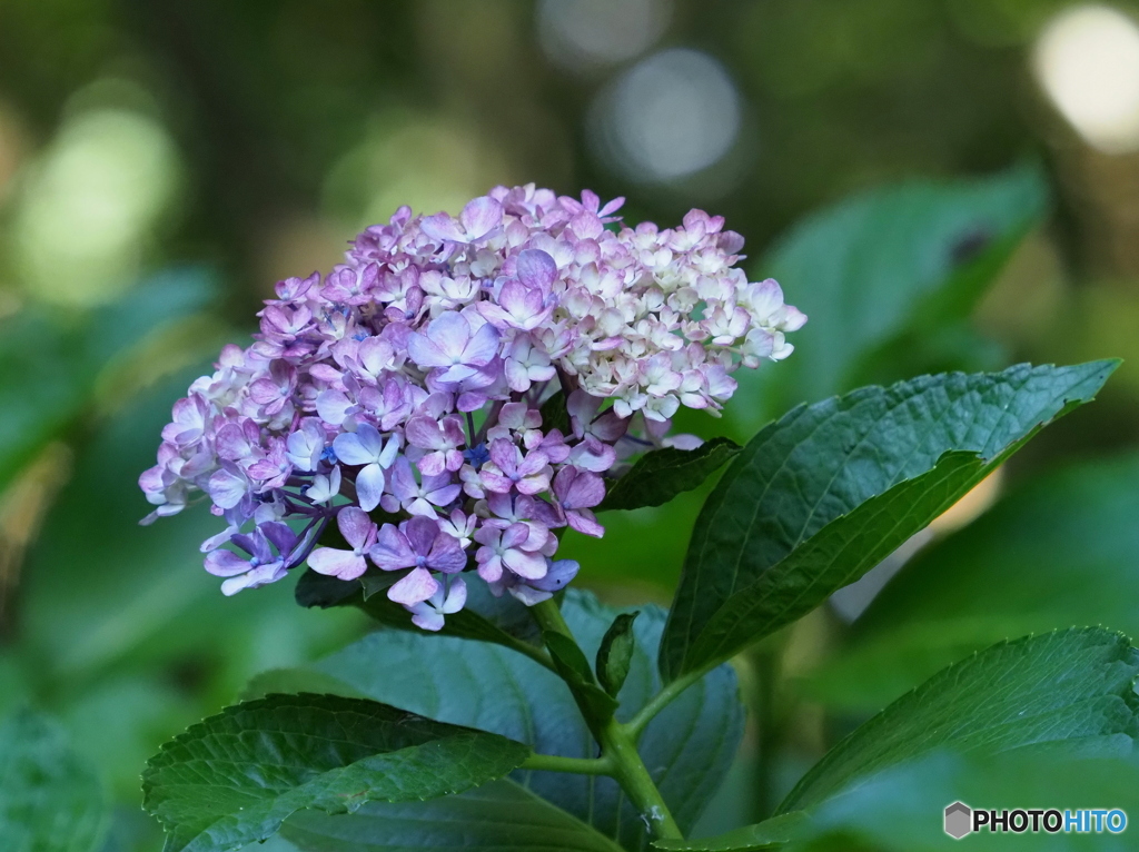 紫陽花23-17