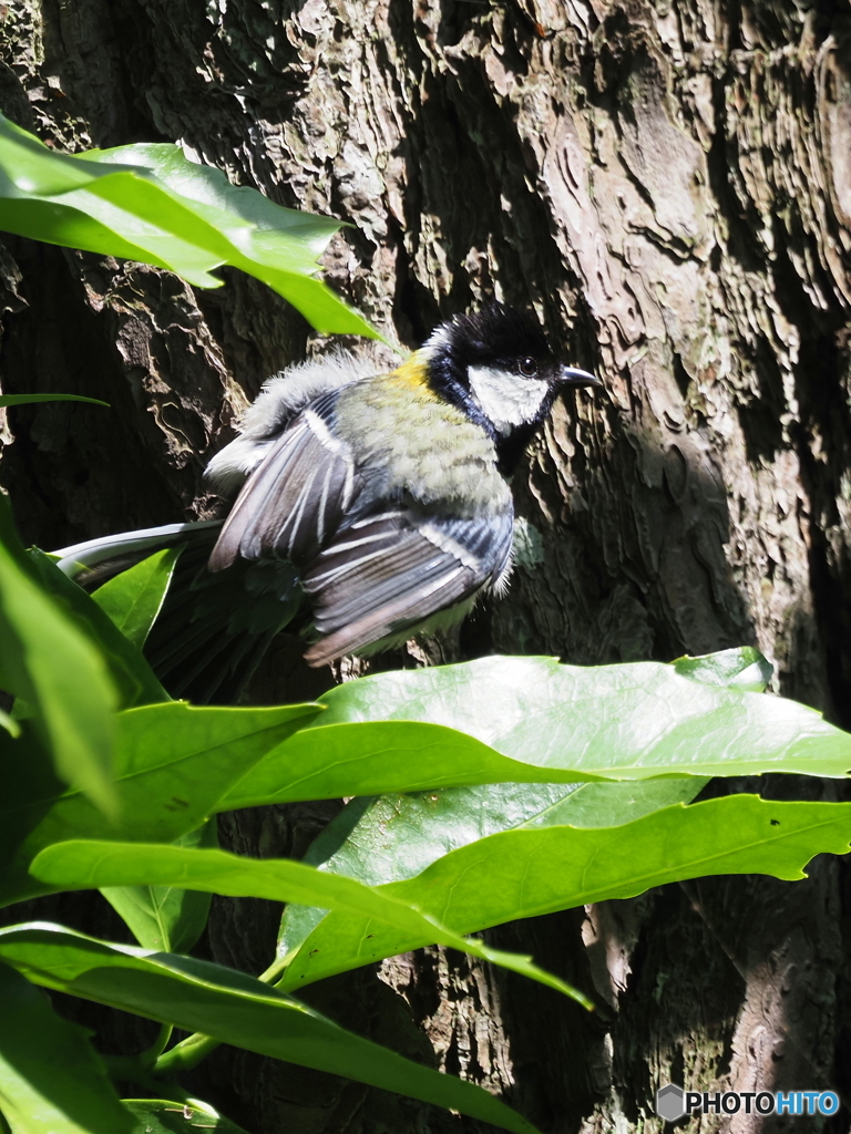 シジュウカラ360