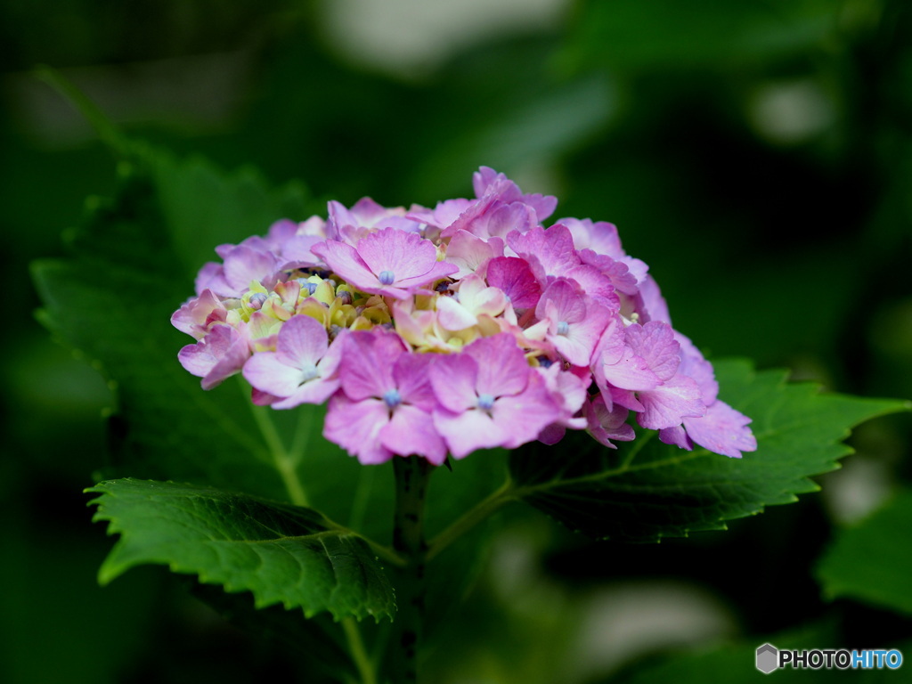 紫陽花20-10