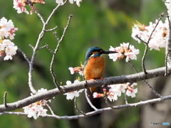 カワセミ593