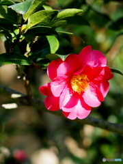 山茶花21-⑦