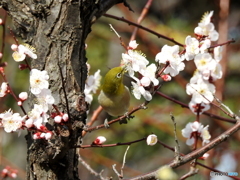 春メジロ157