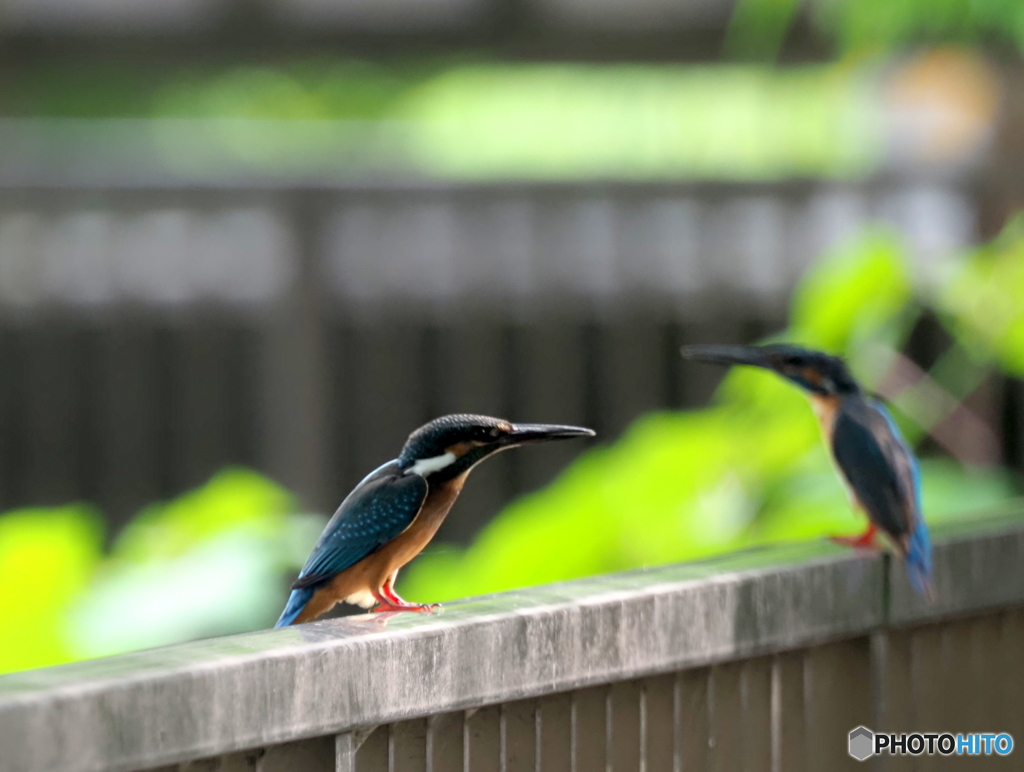 カワセミ533