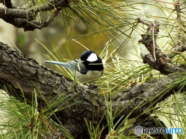 シジュウカラ06