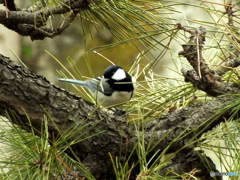 シジュウカラ06