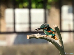 カワセミ605