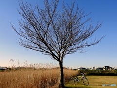 自転車