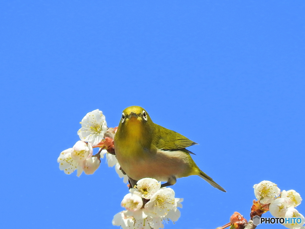 春メジロ88