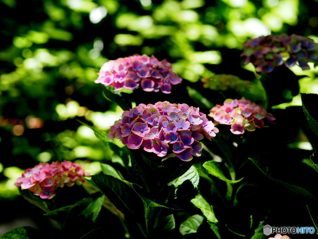 紫陽花19-14