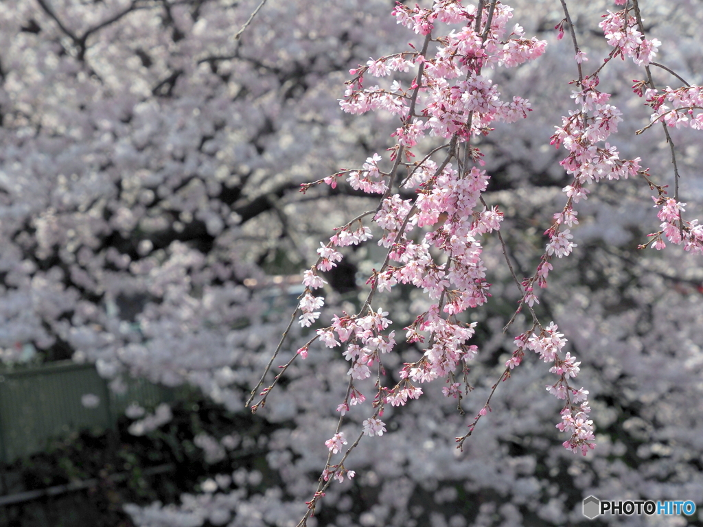 枝垂桜22-②