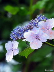 紫陽花25-⑤