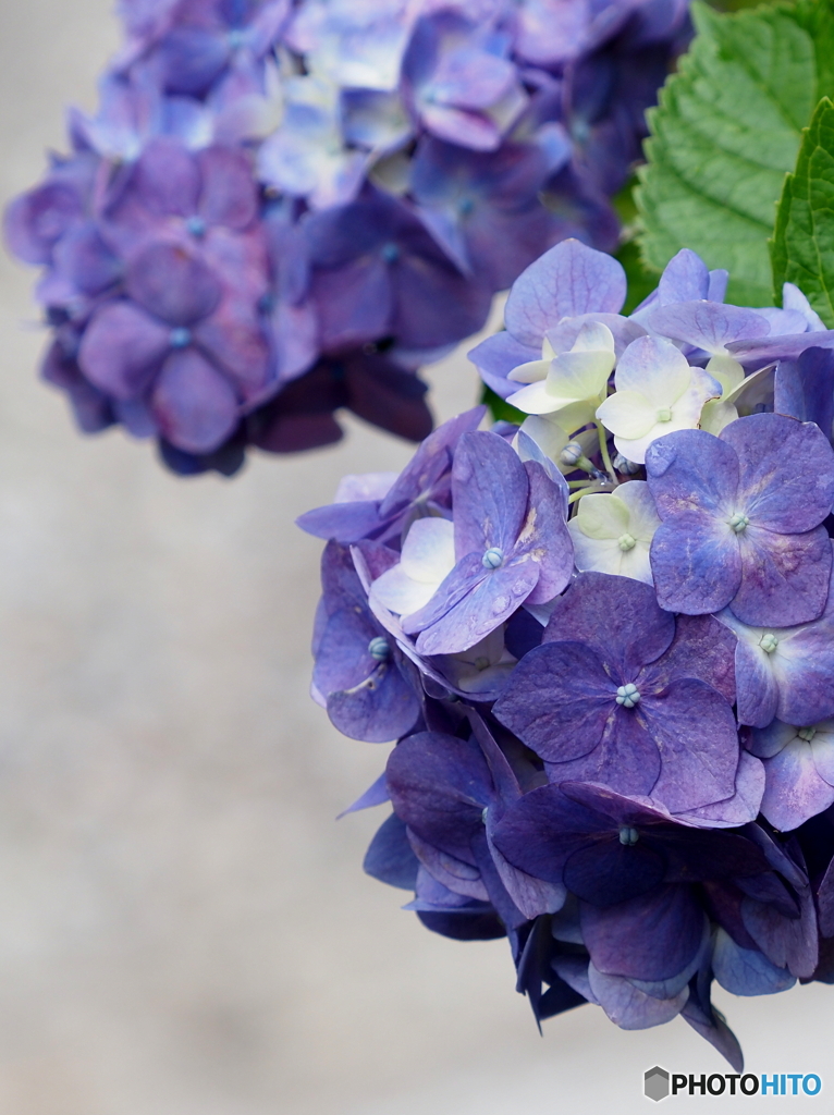 紫陽花22-④