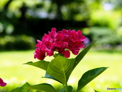 紫陽花19-11