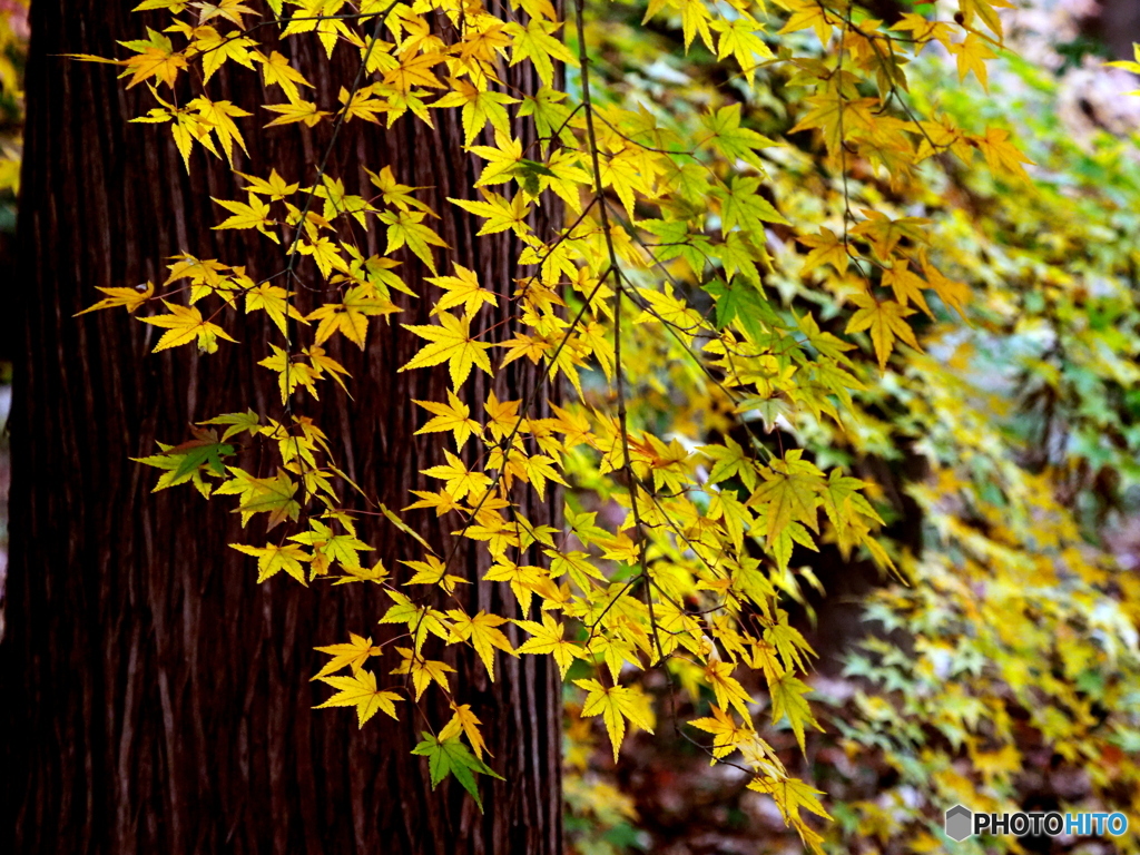 紅葉21-21