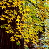 紅葉21-21
