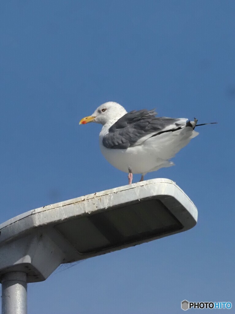 セグロカモメ09