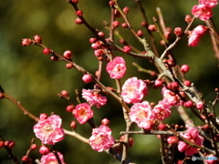 紅梅(3)