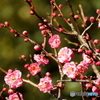 紅梅(3)