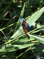 カワセミ523
