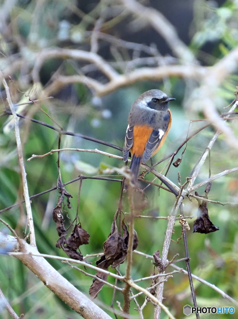 ジョウビタキ242