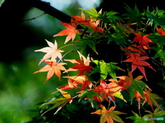 紅葉21-②