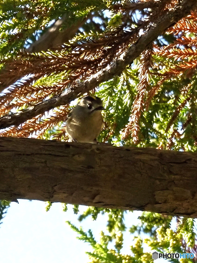 キクイタダキ15