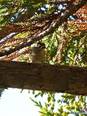 キクイタダキ15