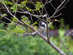 シジュウカラ298
