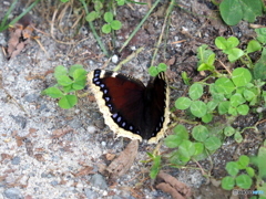 キべリタテハ キべリタテハ
