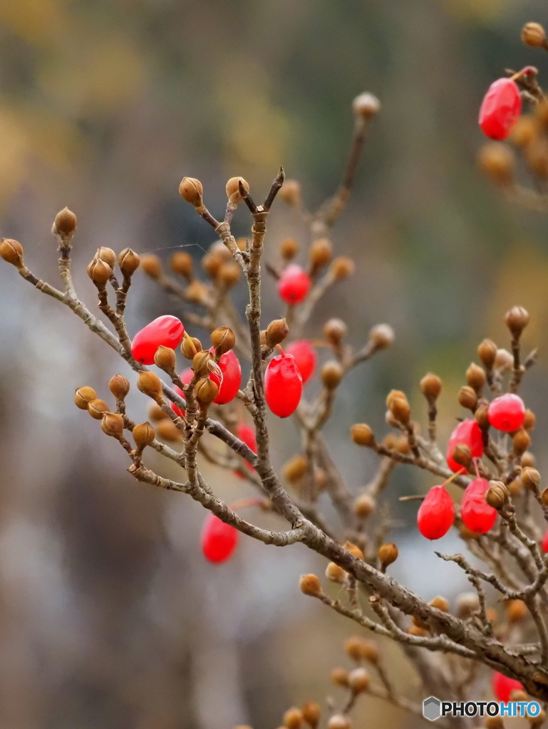 サンシュユ25-①