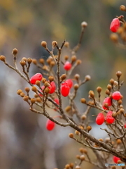 サンシュユ25-①