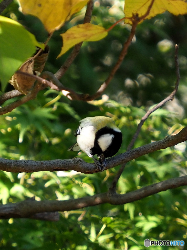 シジュウカラ265