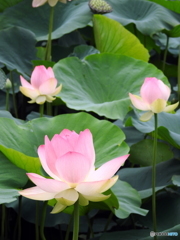 大賀蓮18-③