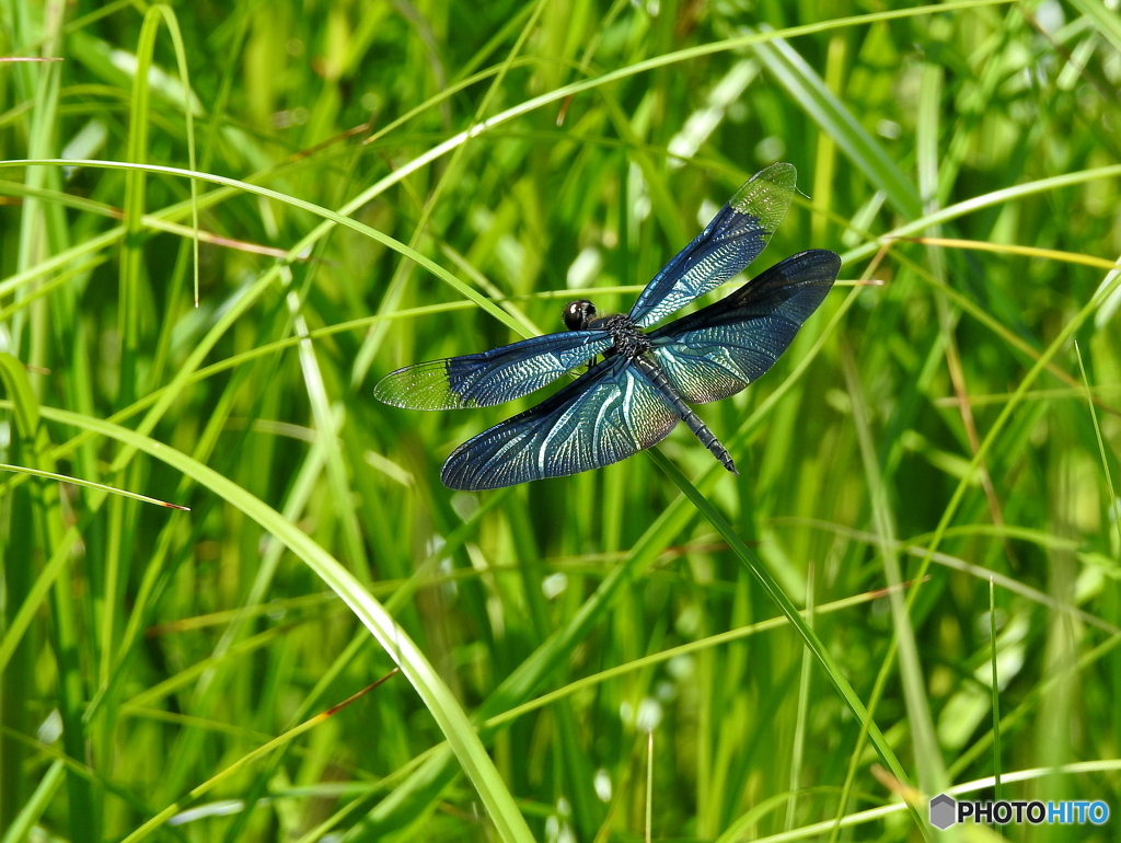 チョウトンボ19-②