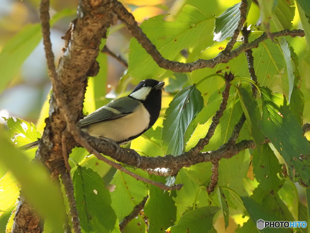 シジュウカラ396