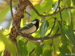 シジュウカラ396