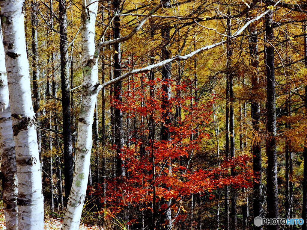 紅葉19-⑥