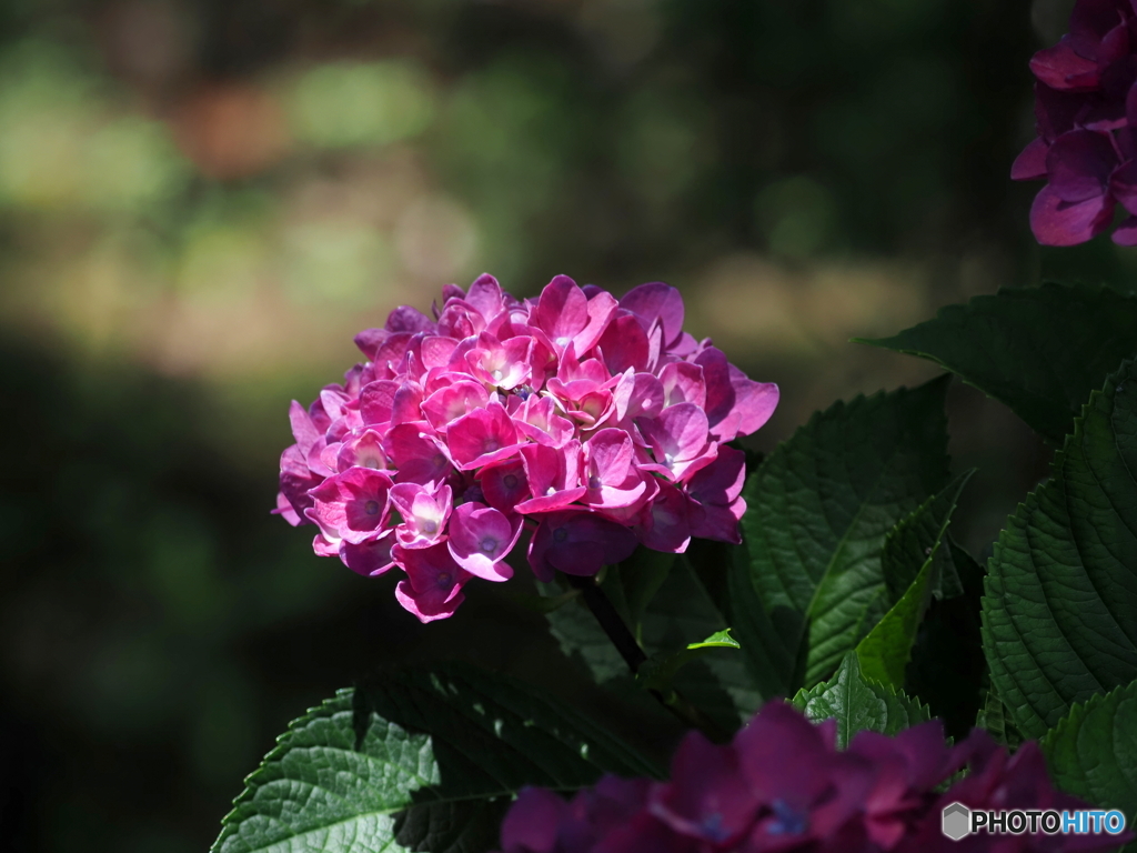紫陽花24-20